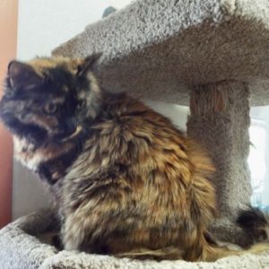 Picture of Chili