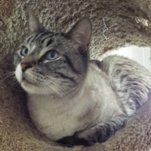 Picture of Frankie