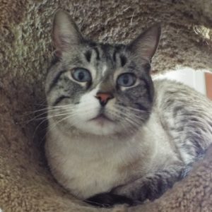 Picture of Frankie