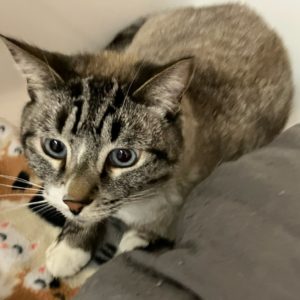 Picture of Frankie