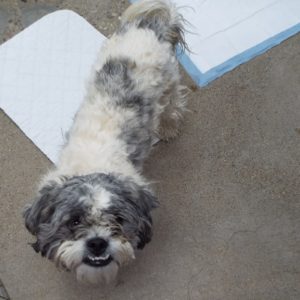 Picture of Grayson