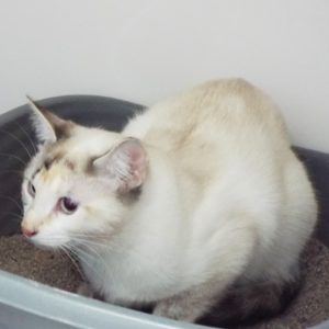 Picture of Intrepid