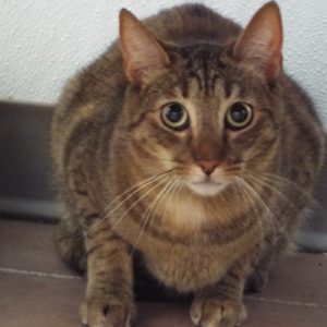 Picture of Kitty Soft Paws