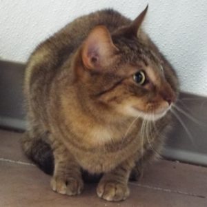 Picture of Kitty Soft Paws