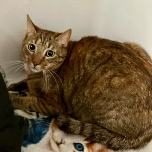 Picture of Kitty Soft Paws