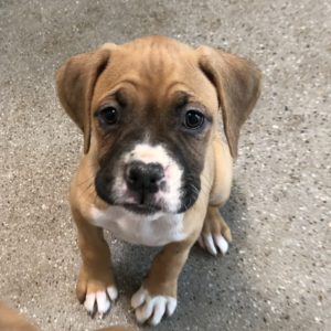 Picture of Laila