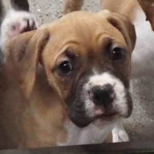 Picture of Laila