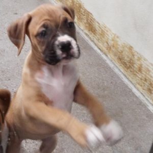 Picture of Laila