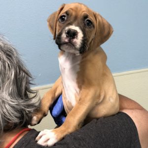 Picture of Laila