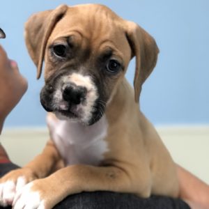 Picture of Laila