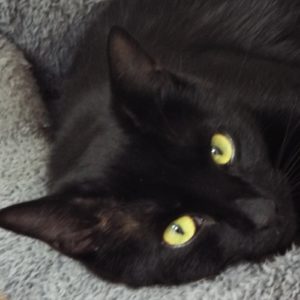 Picture of Lua