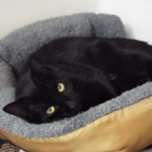 Picture of Lua