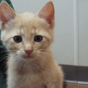 Picture of Mac
