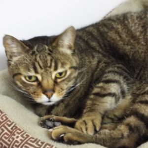 Picture of Milo