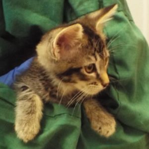 Picture of Mojito