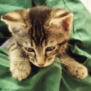 Picture of Mojito