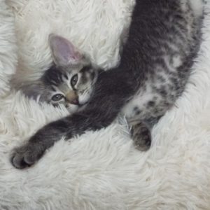 Picture of Mojito