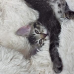 Picture of Mojito
