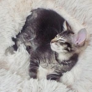 Picture of Mojito