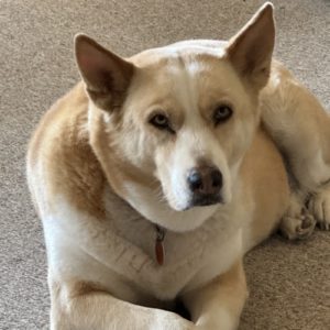 Picture of Molly