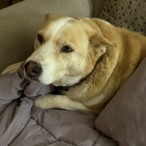 Picture of Molly