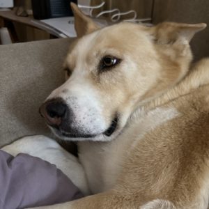 Picture of Molly