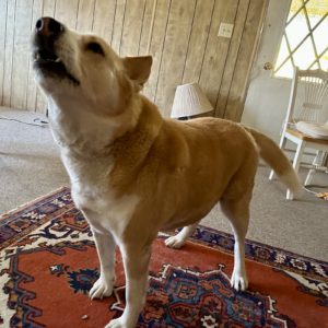 Picture of Molly