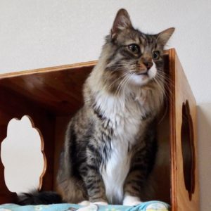Picture of Mr. Boots