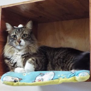 Picture of Mr. Boots