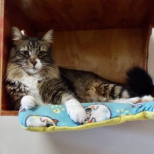 Picture of Mr. Boots