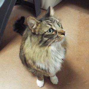 Picture of Mr. Boots