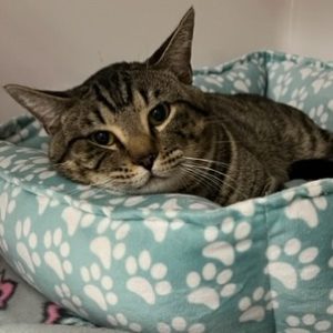 Picture of Otis