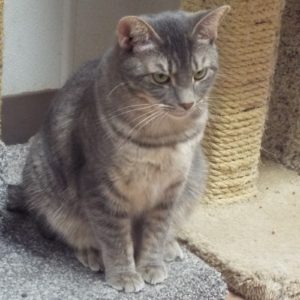 Picture of Paddy