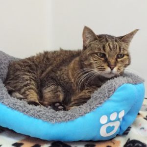 Picture of Penny (R.B.)