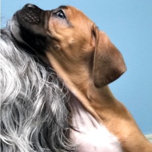 Picture of Rocky