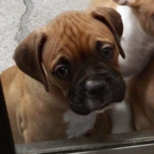 Picture of Rocky