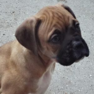 Picture of Rocky