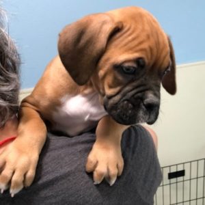 Picture of Rocky