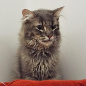 Picture of Simba