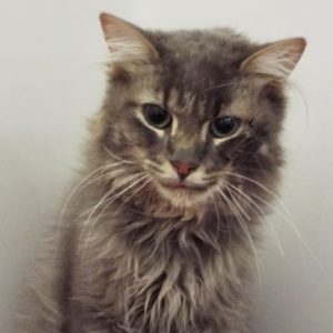 Picture of Simba