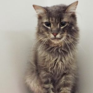 Picture of Simba