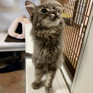Picture of Simba