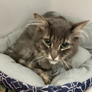 Picture of Simba