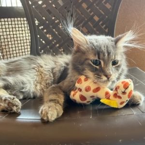 Picture of Simba