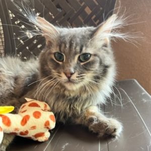 Picture of Simba