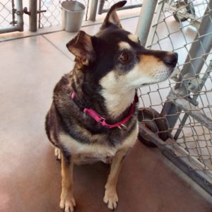 Picture of Stella