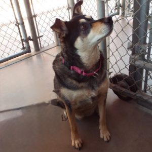 Picture of Stella