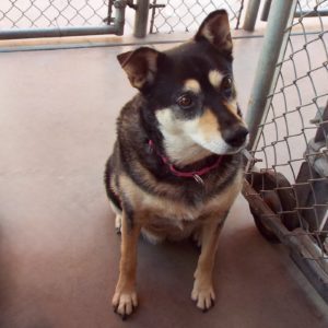 Picture of Stella