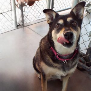 Picture of Stella