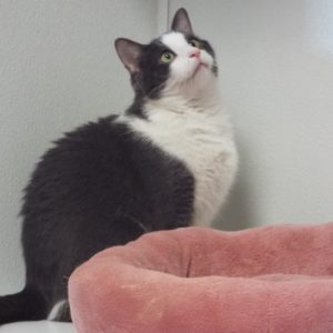 Picture of Teddy